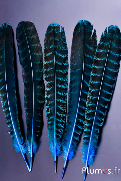 Paon bleu - 30-40 cm - turquoise-brun